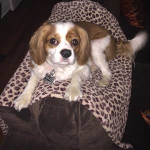 Meet your Posher, Elsy